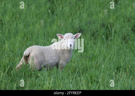 Coopworthschaf / Coopworth Schafe / Ovis Stockfoto