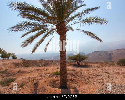 In der heißen, nebligen Mittagssonne steht eine einzelne Dattelpalme. Im Oman. Stockfoto