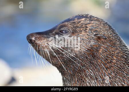 Neuseeländischer Seebär / Neuseeländischer Seehund / Arctocephalus forsteri Stockfoto