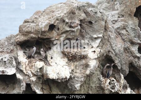 Tüpfelscharbe / gepunkteter Shag / Phalacrocorax punctatus Stockfoto