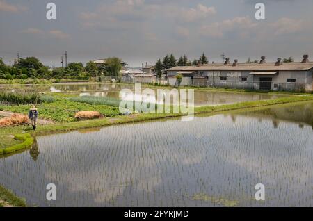 Reisplantage in einer kleinen Stadt in der Nähe der Shinkansen-Bahnlinie. Ein Landwirt wächst Reis unter einem bewölkten Himmel, Wolken spiegeln sich auf einem Teich. Stockfoto