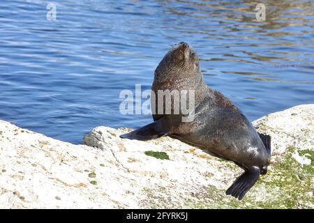 Neuseeländischer Seebär / Neuseeländischer Seehund / Arctocephalus forsteri Stockfoto