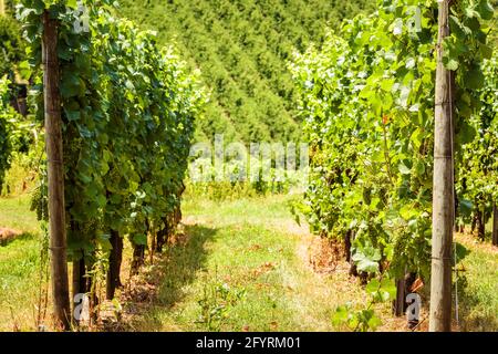 Weinbaureihen mit Blick auf das Weinfeld, Weinbauernhof im Tal. Grüne Weinanpflanzung im Sommer. Konzept von Weinbau, Weingut, Weinbau und Tourismus. P Stockfoto