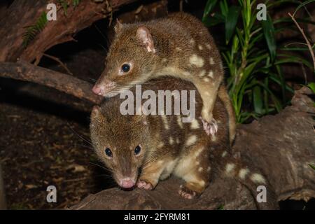 Tiger- oder Spotted-tailed-Quoll Stockfoto