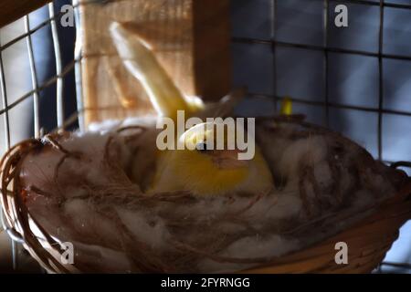 Süßer gelber kanarienvögel, der im Schatten in einem Käfig auf Eiern im Nest sitzt. Nahaufnahme eines exotischen Vogels, selektiver Fokus Stockfoto