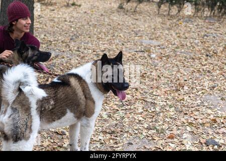 Junger hispanischer Mann, der mit zwei Hunden im Park sitzt Stockfoto