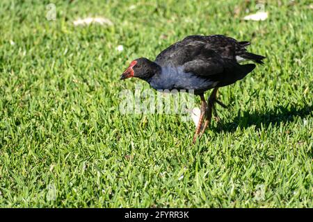 Australasian Swamphen (Porphyrio melanotus) auf dem Boden in einem Park in Queensland, Australien Stockfoto