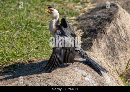 Der kleine Rattenfibel (Microcarbo melanoleucos) trocknet seine Flügel. Ein Felsen neben einem See Stockfoto