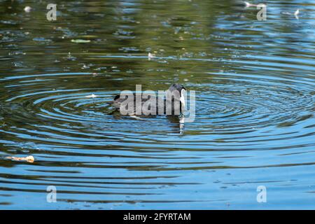 Eurasischer Moos (Fulica atra) beim Schwimmen in einem See in Queensland, Australien Stockfoto