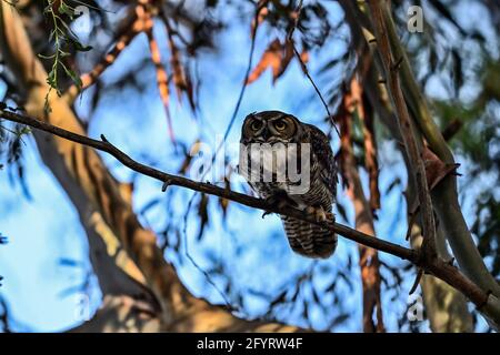 Große gehörnte Eule - Bubo virginianus Stockfoto