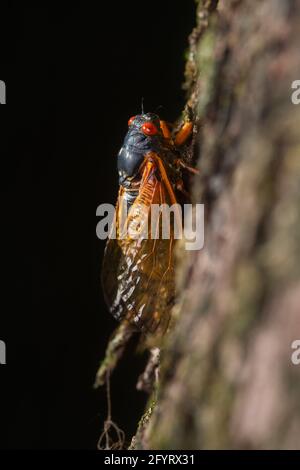 Eine 17-jährige Zikade für Erwachsene auf einem Baum, der der Brut folgt X Entstehung im östlichen Illinois Stockfoto