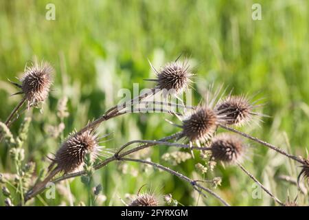 Bild einer getrockneten braunen Milchdistel im Winter. Diese Art, auch Silybum marianum oder Milchdistel genannt, ist eine jährliche oder zweijährige Pflanze der fam Stockfoto