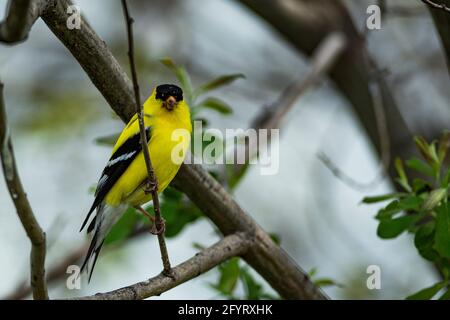 Ein männlicher amerikanischer Goldfink steht auf einem Schilf. Spinus tristis Stockfoto