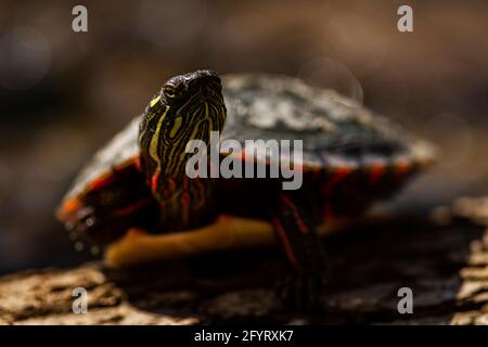 Eine gemalte Schildkröte saugt die Sonne in einem Teich auf. Chrysemys picta Stockfoto