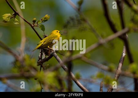 Ein Gelber Waldsänger singt in den Bäumen. Setophaga petechia Stockfoto