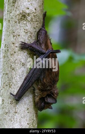 Little Brown Urban bat kopfüber am Boden eines hohen Busches. Luke Durda/Alamy Stockfoto
