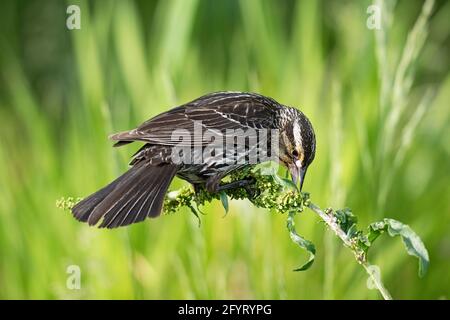 Rotflügeliger Amsel (Agelaius phoeniceus) Stockfoto