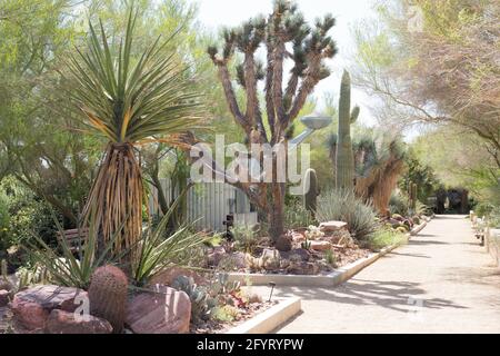 Kaktusgärten im Springs Preserve in Las Vegas, Nevada. Stockfoto