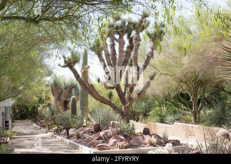 Kaktusgärten im Springs Preserve in Las Vegas, Nevada. Stockfoto