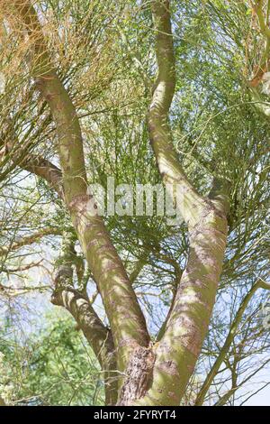 Parkinsonia florida - blauer palo verde Baum. Stockfoto