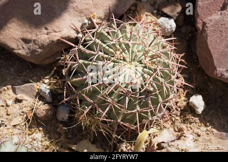 Echinocactus texensis - Pferdekrüppelkaktus. Stockfoto