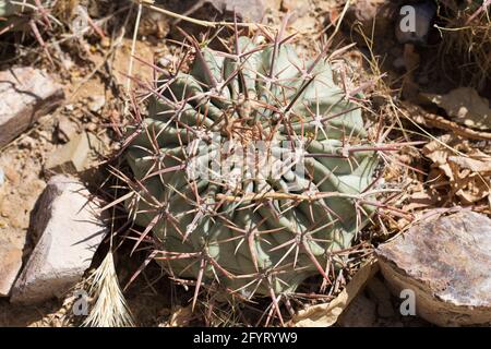 Echinocactus texensis - Pferdekrüppelkaktus. Stockfoto