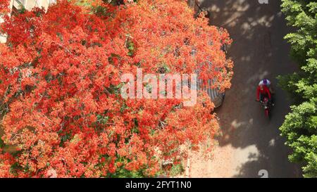 Kairo, Ägypten. Mai 2021. Menschen fahren mit dem Motorrad an einem blühenden königlichen poinciana-Baum in Kairo, Ägypten, 29. Mai 2021 vorbei. Die königlichen poinciana-Bäume, die die ägyptische Hauptstadt Kairo schmücken, sind jetzt in voller Blüte. Quelle: Sui Xiankai/Xinhua/Alamy Live News Stockfoto