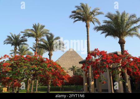 Kairo. Mai 2021. Das Foto vom 29. Mai 2021 zeigt blühende königliche poinciana-Bäume mit der Großen Pyramide in der Ferne in Kairo, Ägypten. Die königlichen poinciana-Bäume, die die ägyptische Hauptstadt Kairo schmücken, sind jetzt in voller Blüte. Quelle: Sui Xiankai/Xinhua/Alamy Live News Stockfoto