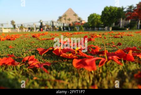 Kairo. Mai 2021. Das am 29. Mai 2021 aufgenommene Foto zeigt gefallene königliche poinciana-Blütenblätter mit der Großen Pyramide in der Ferne in Kairo, Ägypten. Die königlichen poinciana-Bäume, die die ägyptische Hauptstadt Kairo schmücken, sind jetzt in voller Blüte. Quelle: Sui Xiankai/Xinhua/Alamy Live News Stockfoto