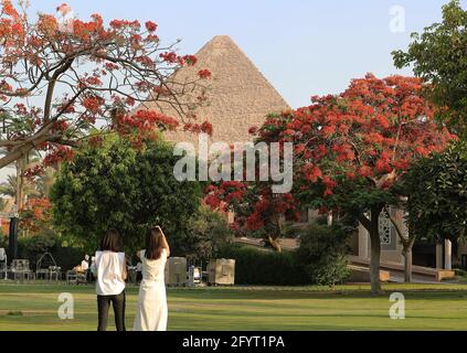 Kairo. Mai 2021. Das Foto vom 29. Mai 2021 zeigt blühende königliche poinciana-Bäume mit der Großen Pyramide in der Ferne in Kairo, Ägypten. Die königlichen poinciana-Bäume, die die ägyptische Hauptstadt Kairo schmücken, sind jetzt in voller Blüte. Quelle: Wang Dongzhen/Xinhua/Alamy Live News Stockfoto