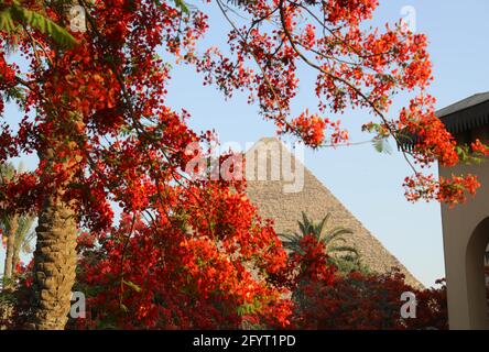 Kairo. Mai 2021. Das Foto vom 29. Mai 2021 zeigt blühende königliche poinciana-Bäume mit der Großen Pyramide in der Ferne in Kairo, Ägypten. Die königlichen poinciana-Bäume, die die ägyptische Hauptstadt Kairo schmücken, sind jetzt in voller Blüte. Quelle: Sui Xiankai/Xinhua/Alamy Live News Stockfoto