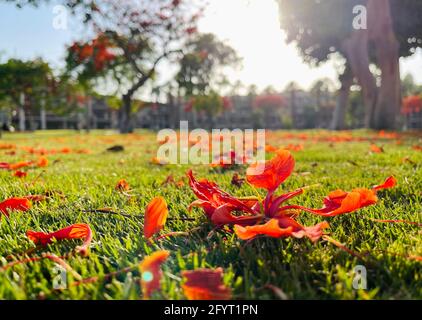 Kairo. Mai 2021. Das am 29. Mai 2021 aufgenommene Foto zeigt gefallene königliche poinciana-Blütenblätter in Kairo, Ägypten. Die königlichen poinciana-Bäume, die die ägyptische Hauptstadt Kairo schmücken, sind jetzt in voller Blüte. Quelle: Wang Dongzhen/Xinhua/Alamy Live News Stockfoto