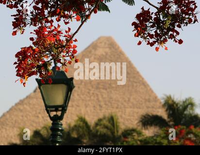 Kairo. Mai 2021. Das Foto vom 29. Mai 2021 zeigt blühende königliche poinciana-Bäume mit der Großen Pyramide in der Ferne in Kairo, Ägypten. Die königlichen poinciana-Bäume, die die ägyptische Hauptstadt Kairo schmücken, sind jetzt in voller Blüte. Quelle: Wang Dongzhen/Xinhua/Alamy Live News Stockfoto