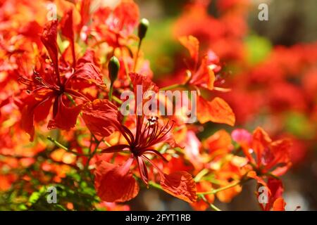 Kairo. Mai 2021. Das am 29. Mai 2021 aufgenommene Foto zeigt königliche poinciana-Blüten in Kairo, Ägypten. Die königlichen poinciana-Bäume, die die ägyptische Hauptstadt Kairo schmücken, sind jetzt in voller Blüte. Quelle: Sui Xiankai/Xinhua/Alamy Live News Stockfoto