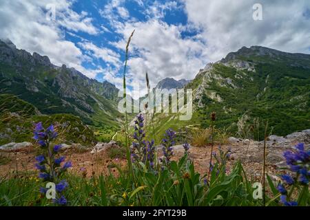 Eine wunderschöne grüne Landschaft in den Picos de Europa National Parken Stockfoto