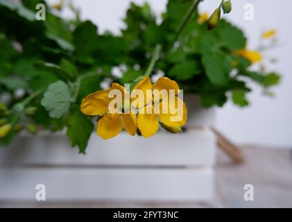 Gelbe Blüten von Celandin. Das Kraut Chelidonia mit grünen Blättern, gelben Blüten Stockfoto