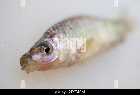 PRODUKTION - 31. Dezember 2015, Bayern, Mühlhausen: Auf einem weißen Plastikdeckel liegt ein bluebandeter Danio. Der bluebanderte Danio gehört zur Karpfenfamilie und stammt aus Asien. Als Neozoon stellt er aufgrund seiner großen Anzahl und Resistenz einen Nahrungswettbewerb für einheimische Arten dar. Zusätzlicher Druck auf einheimische Arten wird durch direkte Angriffe verursacht, die auch auf größere Arten wie den Karpfen durchgeführt werden. (To dpa 'Invader aus Asien bedroht einheimische Fische in Binnengewässern') Foto: Nicolas Armer/dpa Stockfoto