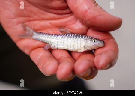 PRODUKTION - 22. Mai 2021, Bayern, Mühlhausen: In der Hand eines Teichpflegers liegt ein bluebanded Danio. Der bluebanderte Danio gehört zur Karpfenfamilie und stammt aus Asien. Als Neozoon stellt es aufgrund seiner großen Anzahl und Resistenz eine Nahrungskonkurrenz gegenüber einheimischen Arten dar. Zusätzlicher Druck auf einheimische Arten wird durch direkte Angriffe verursacht, die auch auf größere Arten wie den Karpfen durchgeführt werden. (To dpa 'Invader aus Asien bedroht einheimische Fische in Binnengewässern') Foto: Nicolas Armer/dpa Stockfoto