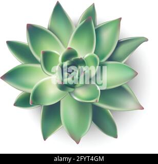 3d realistische Vektorhaus Sukulente Pflanze aus der Draufsicht. Isoliertes Illustrationssymbol auf weißem Hintergrund. Stock Vektor