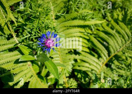 Schöne blaue Kornblumen und Farne auf dem Hintergrund von Grün Gras im Garten Stockfoto