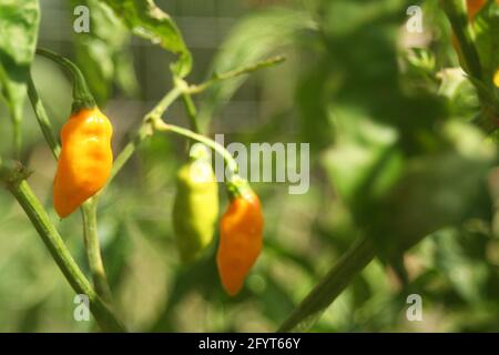 Aji Amarillo Peppers aus Peru wächst im Garten Stockfoto