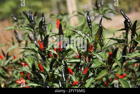 Schwarze Cobra Peppers wachsen im Garten im Freien Stockfoto