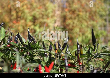 Schwarze Cobra Peppers wachsen im Garten im Freien Stockfoto