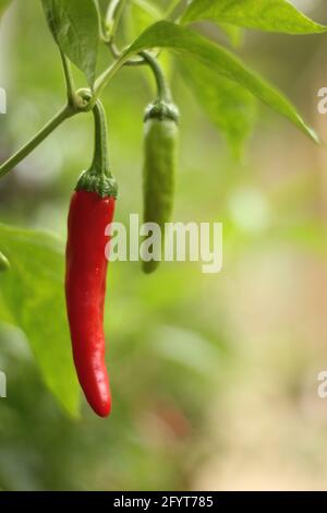 Cayenne Peppers wächst im Garten Stockfoto