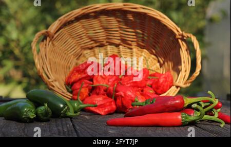 Jalapeno und Cayenne Peppers auf dem lokalen Bauernmarkt Stockfoto