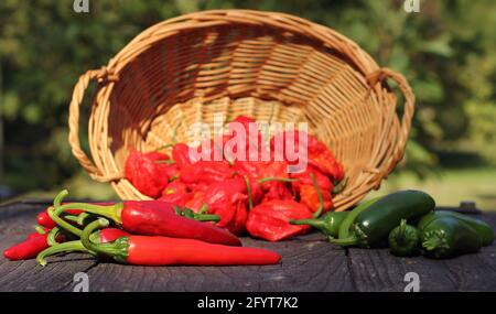 Jalapeno und Cayenne Peppers auf dem lokalen Bauernmarkt Stockfoto