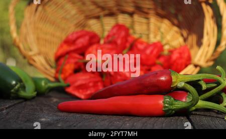 Jalapeno und Cayenne Peppers auf dem lokalen Bauernmarkt Stockfoto