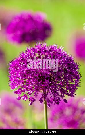 Schönes Blumenbeet mit lila blühenden Alliumblüten im Frühling Im Garten.Ornamentale Zwiebelblüten Stockfoto