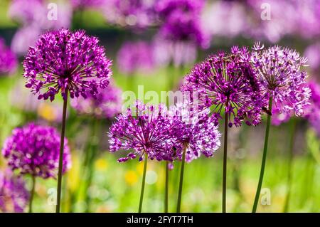 Schönes Blumenbeet mit lila blühenden Alliumblüten im Frühling Im Garten.Ornamentale Zwiebelblüten Stockfoto