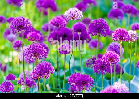 Schönes Blumenbeet mit lila blühenden Alliumblüten im Frühling Im Garten.Ornamentale Zwiebelblüten Stockfoto